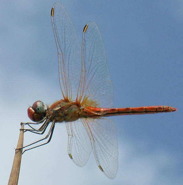 Sympetrum fonscolombii - maschio